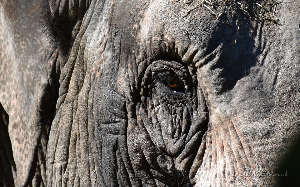 Asian elephant (Elephas maximus)